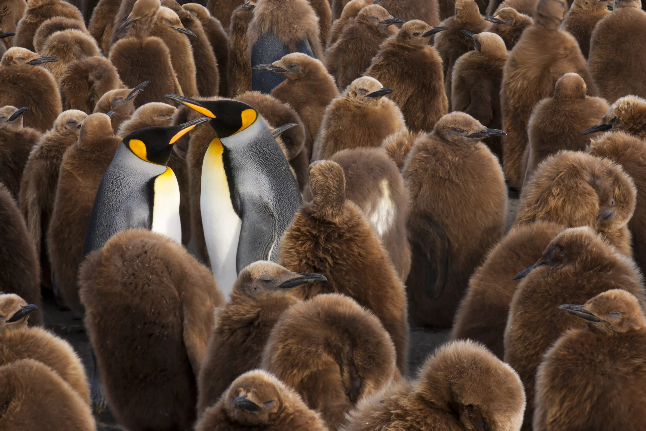 A colony of King Penguins, Aptenodytes patagonicus. Fledgling chicks with brown fluffy coats, standing in large groups, with some adults among them.